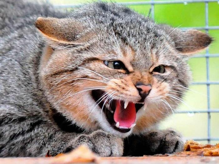 Кошка проявляет агрессию