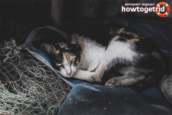 Кошка прячется в темные места — почему и что делать? - ZdavNews