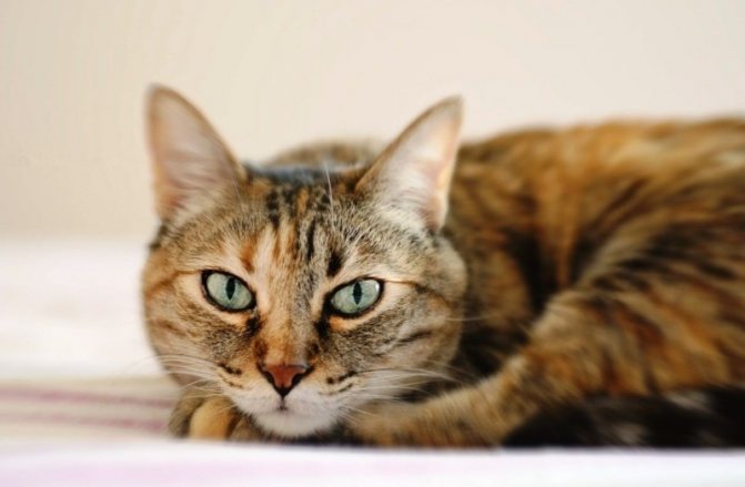 Кошка расчесывает шею, голову или уши до болячек, что делать, чем лечить