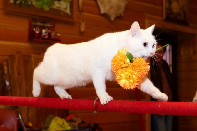 кошка с цветком в зубах