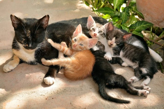 Кошка с котятами во сне