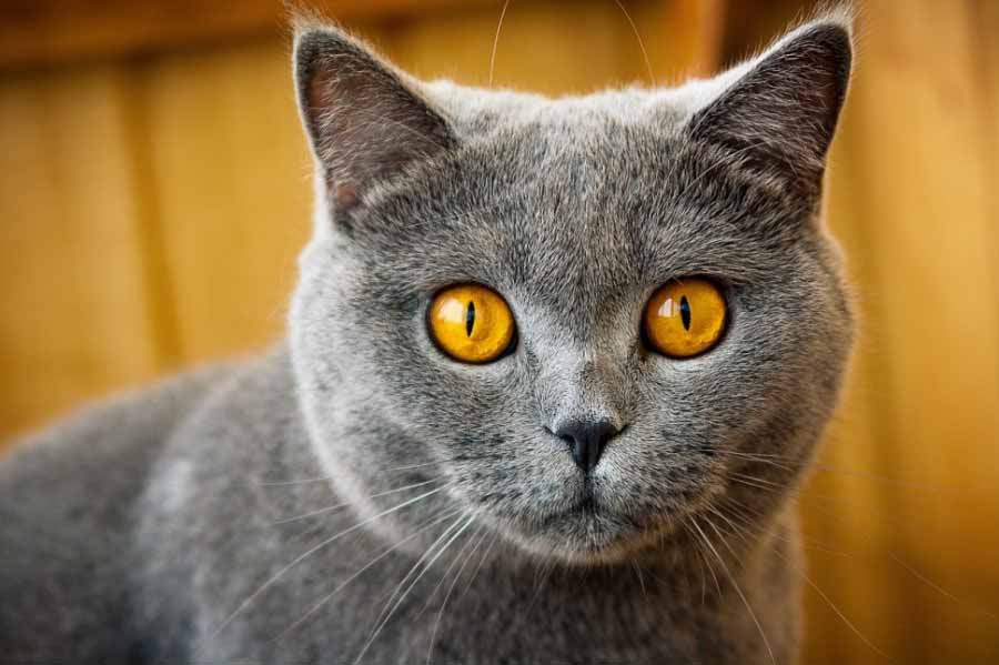 Кошка с оранжевыми глазами