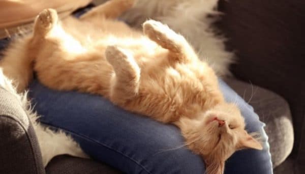 Кошка спит на спине. 8 причин