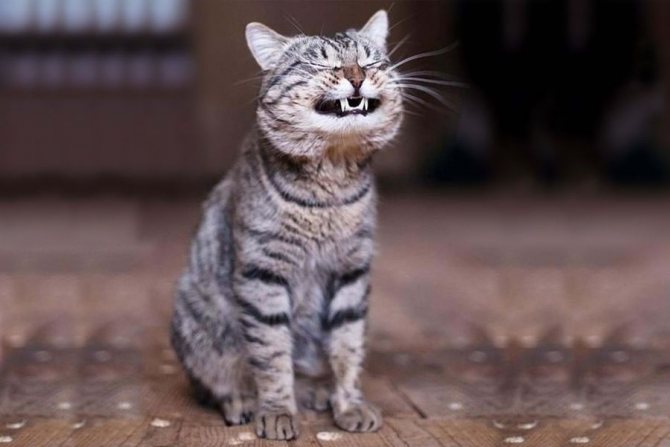 Кошка тяжело дышит с открытым ртом. Почему кошка дышит через рот