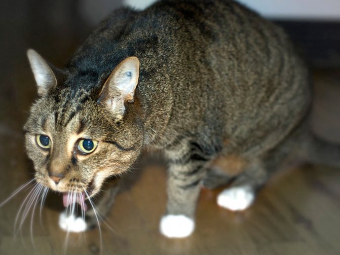 Кошка тяжело дышит с открытым ртом. Почему кошка дышит через рот