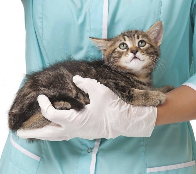 кошка у ветеринара на руках