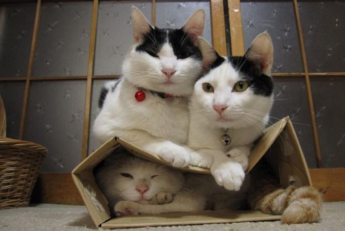 Кошка в коробке прячется от котов