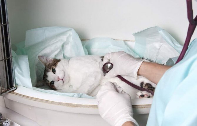 Кошка в ветеринарной лечебнице