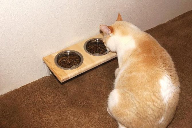 Кошка закапывает еду из-за конкуренции с другими животными