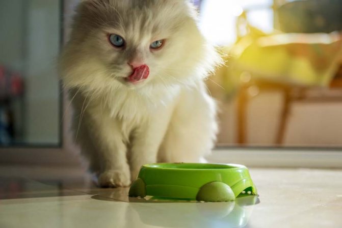 Кошка закапывает еду из-за неудобного местоположения миски