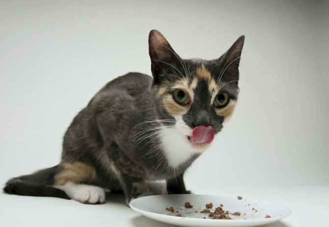 Кошка закапывает еду из-за неудобной миски