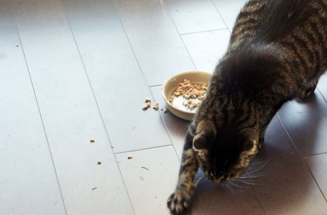 Кошка закапывает миску с едой