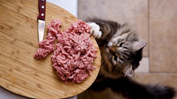 Кошке дают сырое мясо