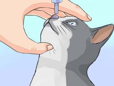 Кошке капают лекарство на нос