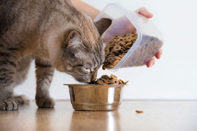 Кошке насыпают сухой корм
