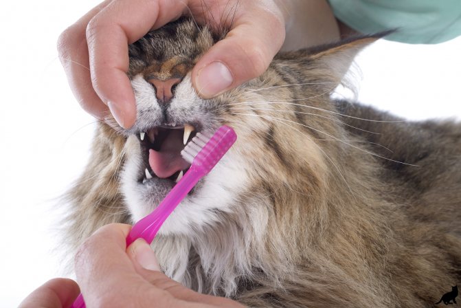 Кошке необходимо чистить зубы