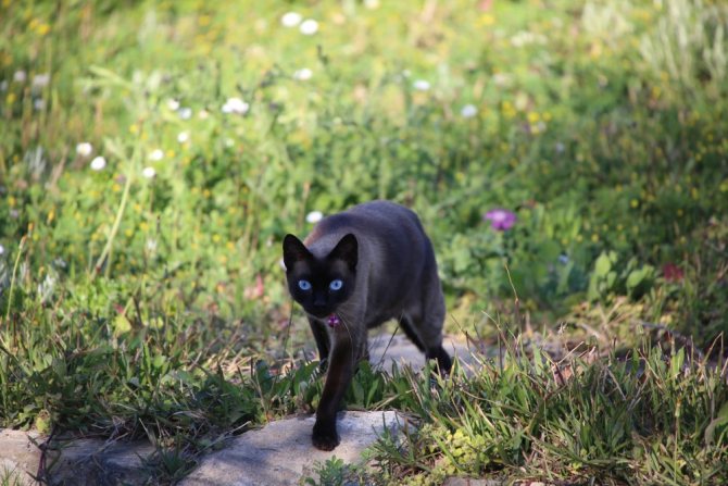 Кошки крысоловы - 5 пород, описание и фото
