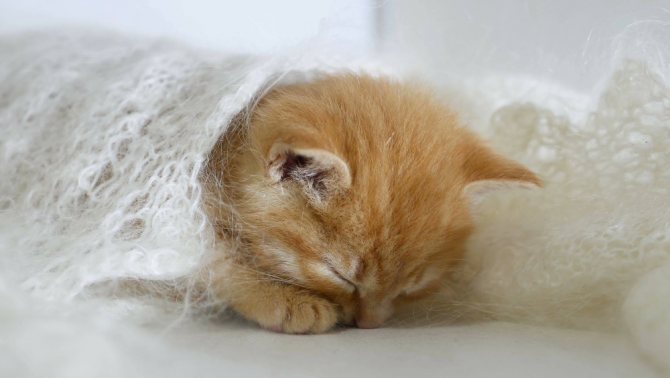 Кот дергается во сне - причины и что делать