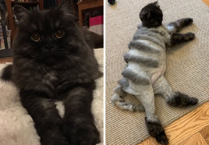 Кот до и после стрижки