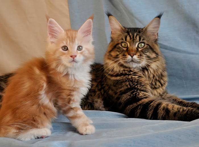 Кот и котенок сейн-кун