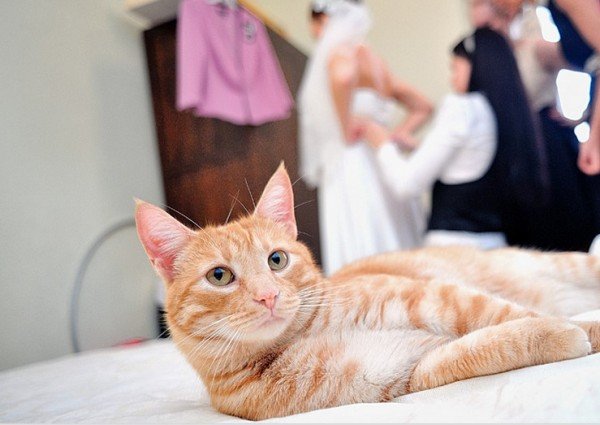 Кот и невеста