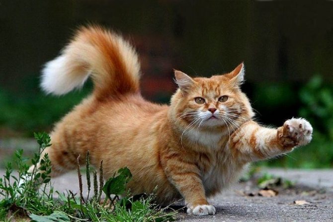 «Кот, который любил гулять сам по себе...» Почему кошки сбегают из дома? рис 3