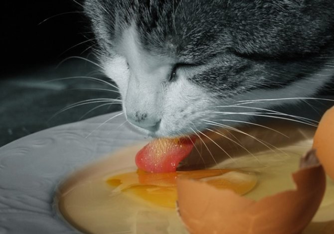 Кот кушает яйцо