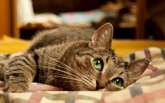 Кот лежит на одеяле