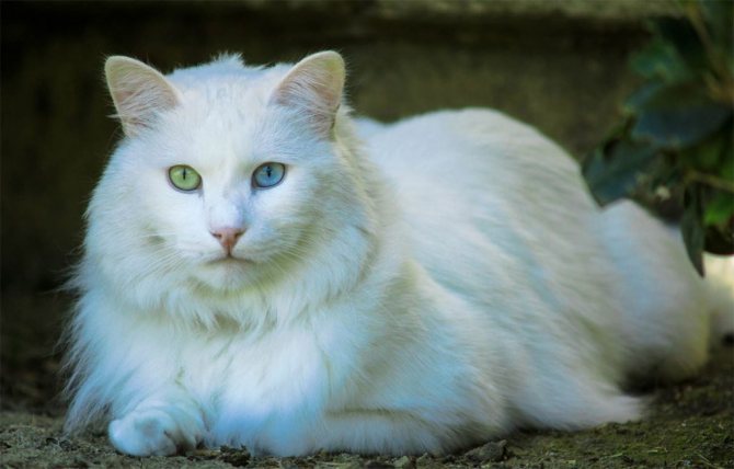 Кот породы турецкая ангора.jpg