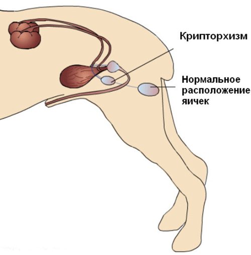 Кот после кастрации: как ухаживать?