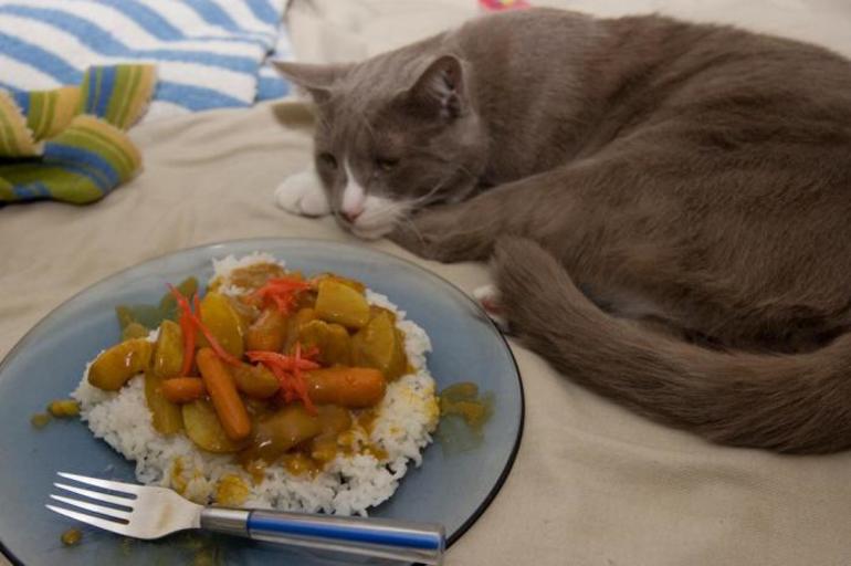 Кот после кастрации не ест и не пьет Почему кот после кастрации не ест