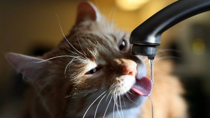 Кот постоянно пьёт воду