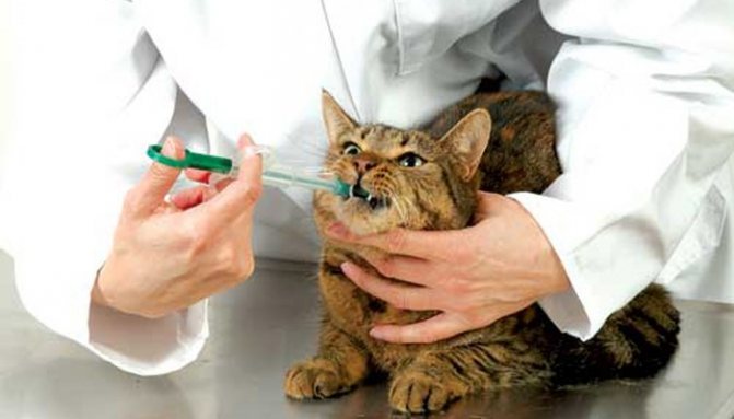 Кот принимает лекарство