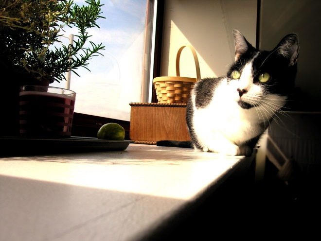 Кот прячется от солнца