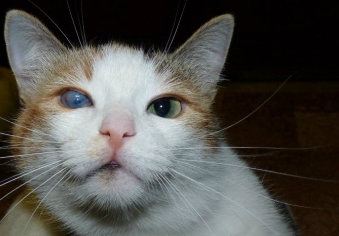 Кот с мутным глазом