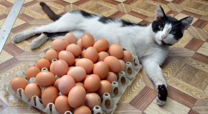 кот с яйцами