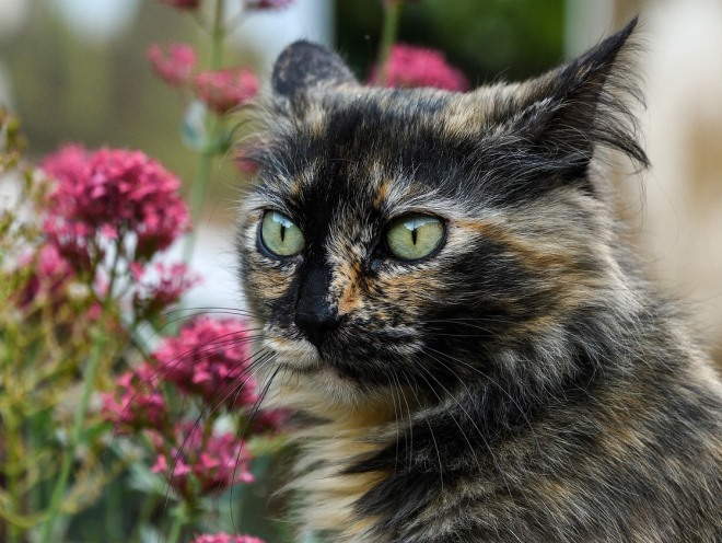 Кот сидит у цветка