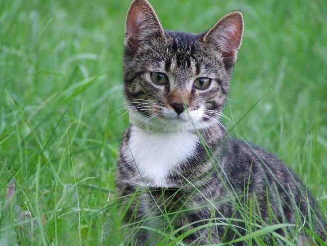 Кот сидит в траве