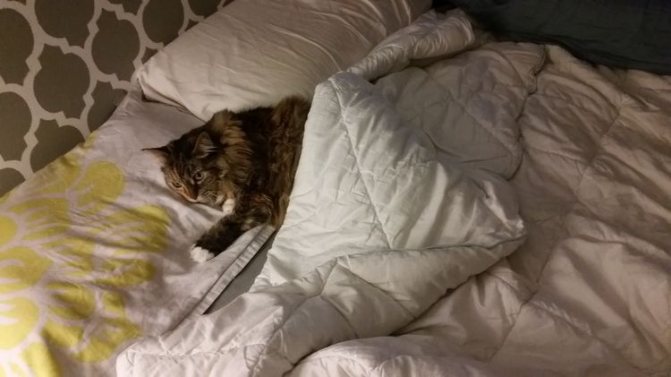 Кот спит в постели человека