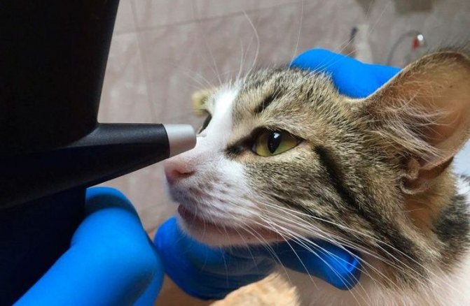Кот у офтальмолога