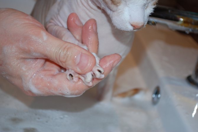 Кот в шампуне