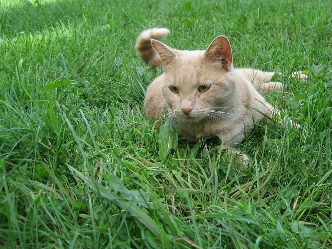 Кот в траве