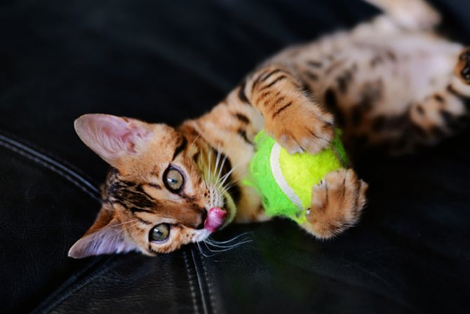 Котёнок азиатской табби играет с мячиком фото.jpg