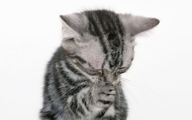 Котенок чихает при насморке