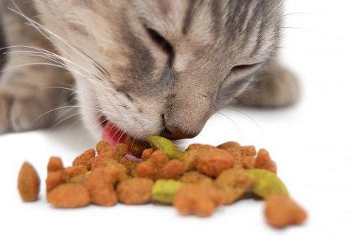 котенок не ест сухой корм что делать