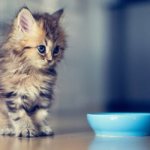 Котенок плохо ест: почему, что делать, стоит ли беспокоиться? Почему маленький котёнок вдруг стал плохо кушать
