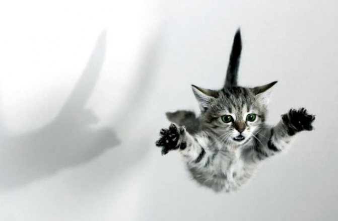 Котенок прыгает