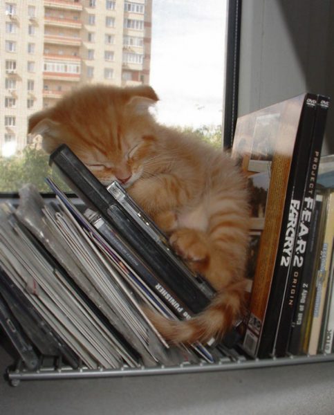 Котёнок спит среди дисков