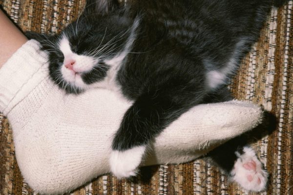 Котёнок уснул, обхватив лапами ногу человека