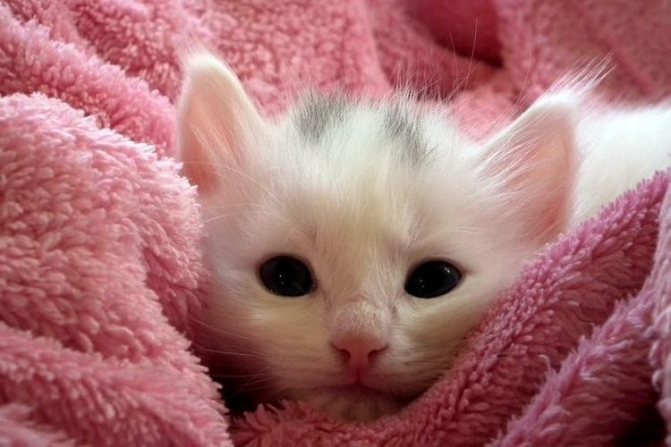 Котенок в розовом полотенце